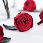 Garden Rose - Peonies - Niki - 6 Heads