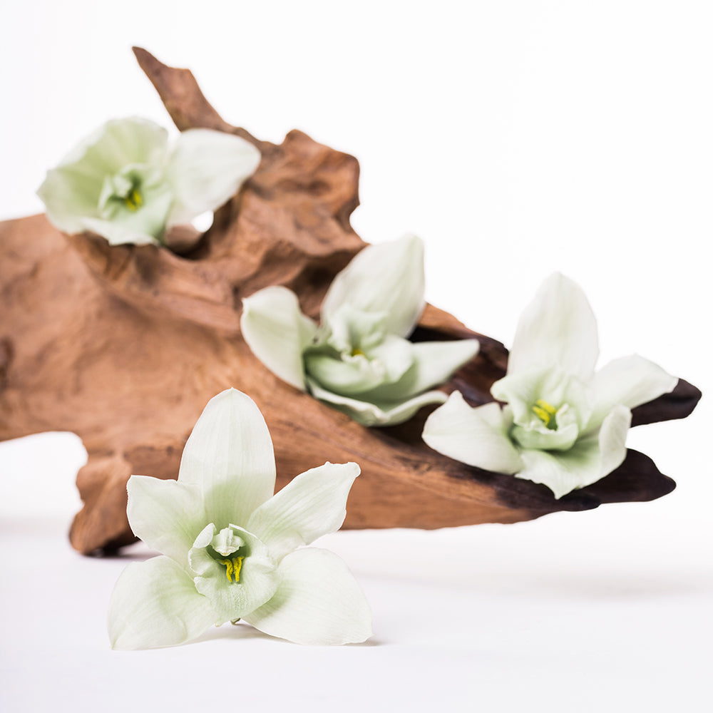 Cymbidium Orchid - 4 Heads