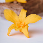 Dendrobium Orchid - 5 Heads