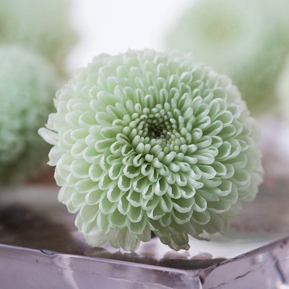 Pom Pom - 8 Heads