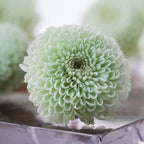 Pom Pom - 8 Heads