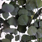 Classic Eucalyptus Populus - Bunch