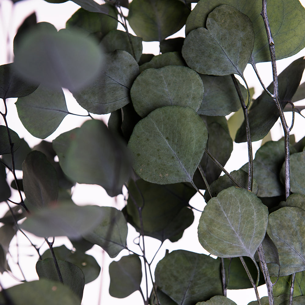 Classic Eucalyptus Populus - Bunch