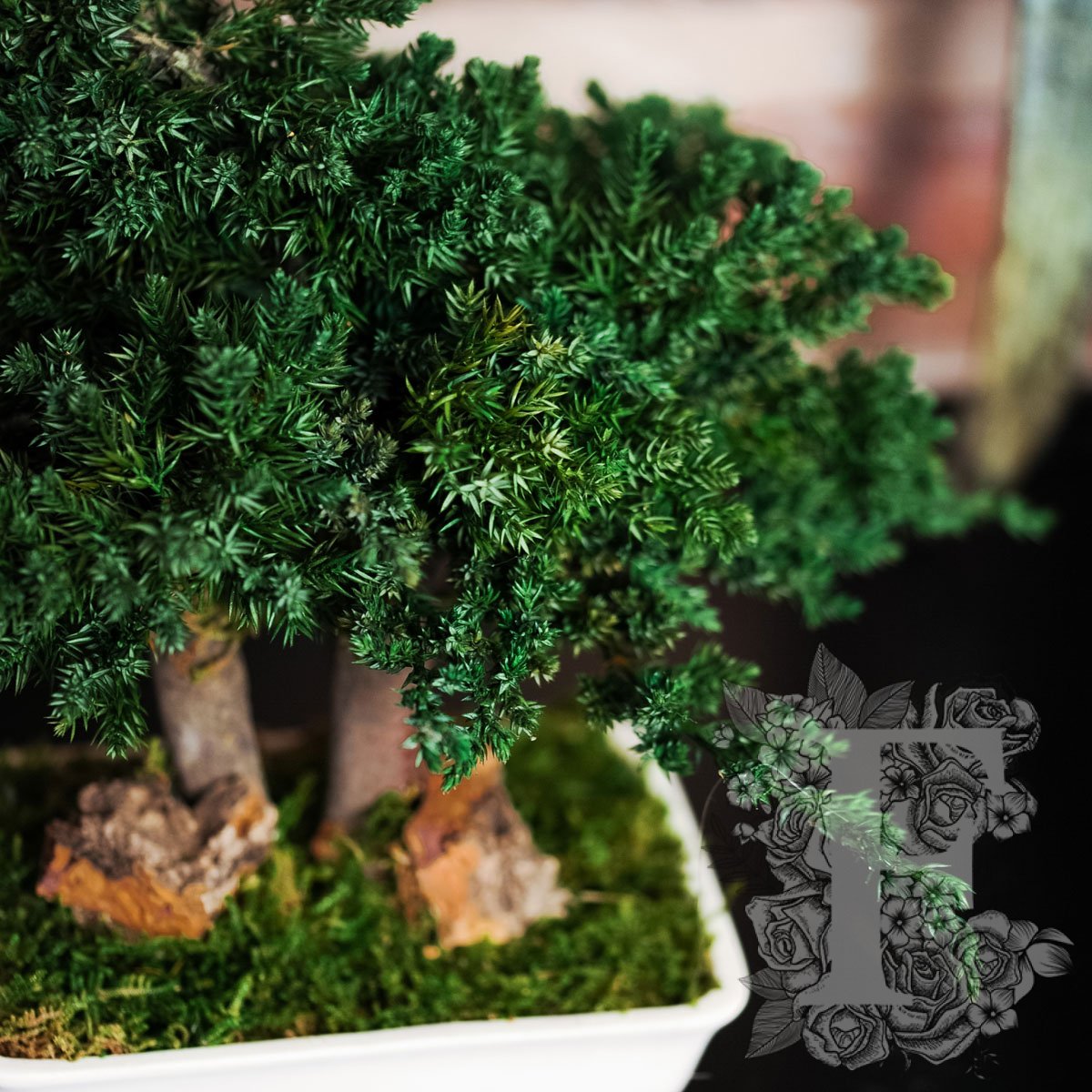 Bonsai Procumbens