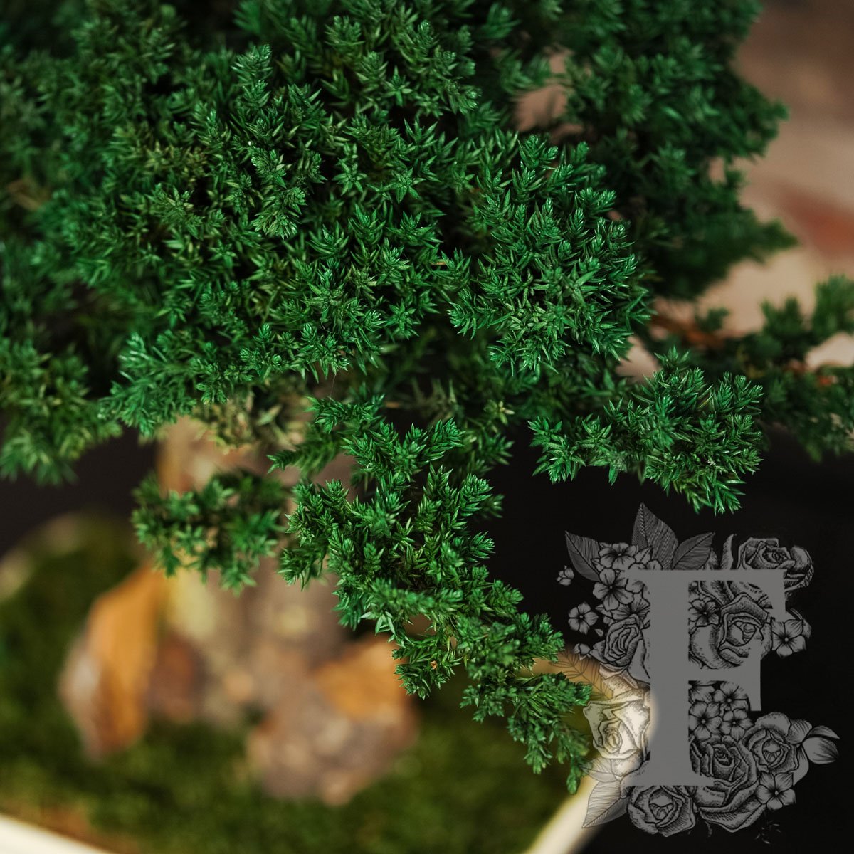 Bonsai Procumbens