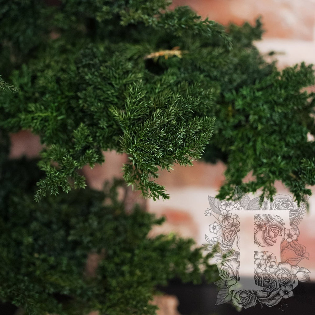 Bonsai Procumbens