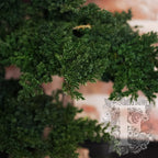 Bonsai Procumbens