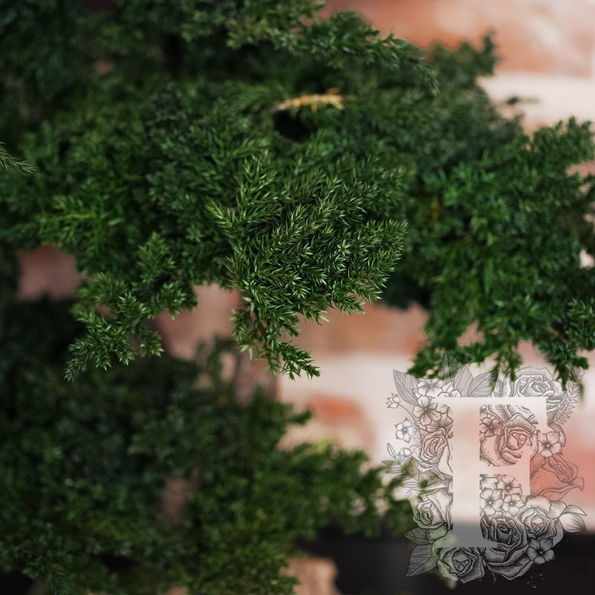 Bonsai Procumbens