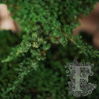 Bonsai Procumbens