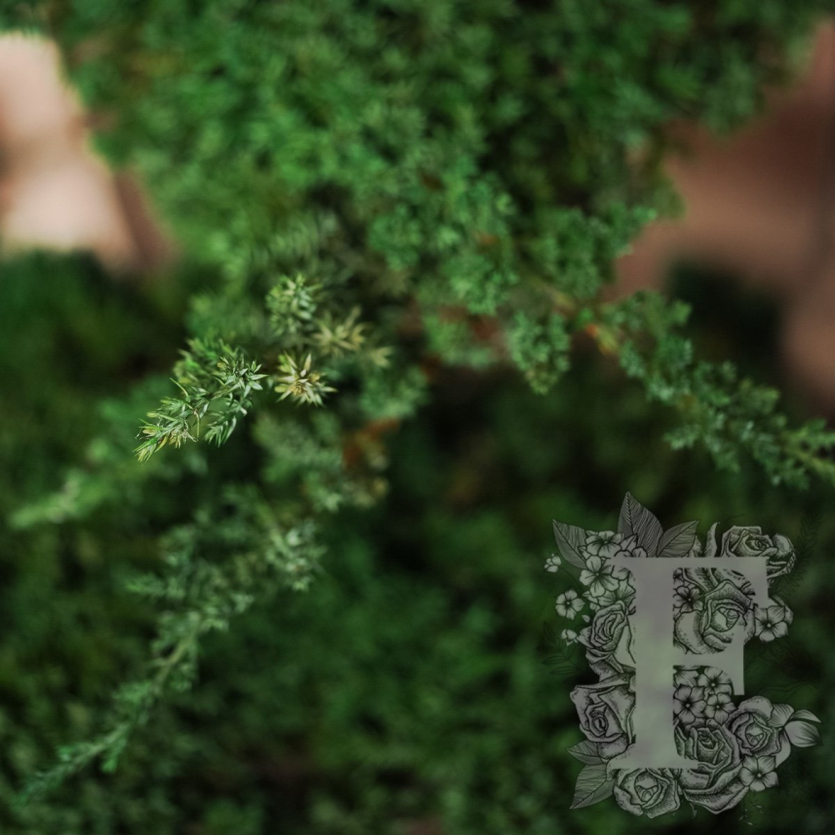 Bonsai Procumbens