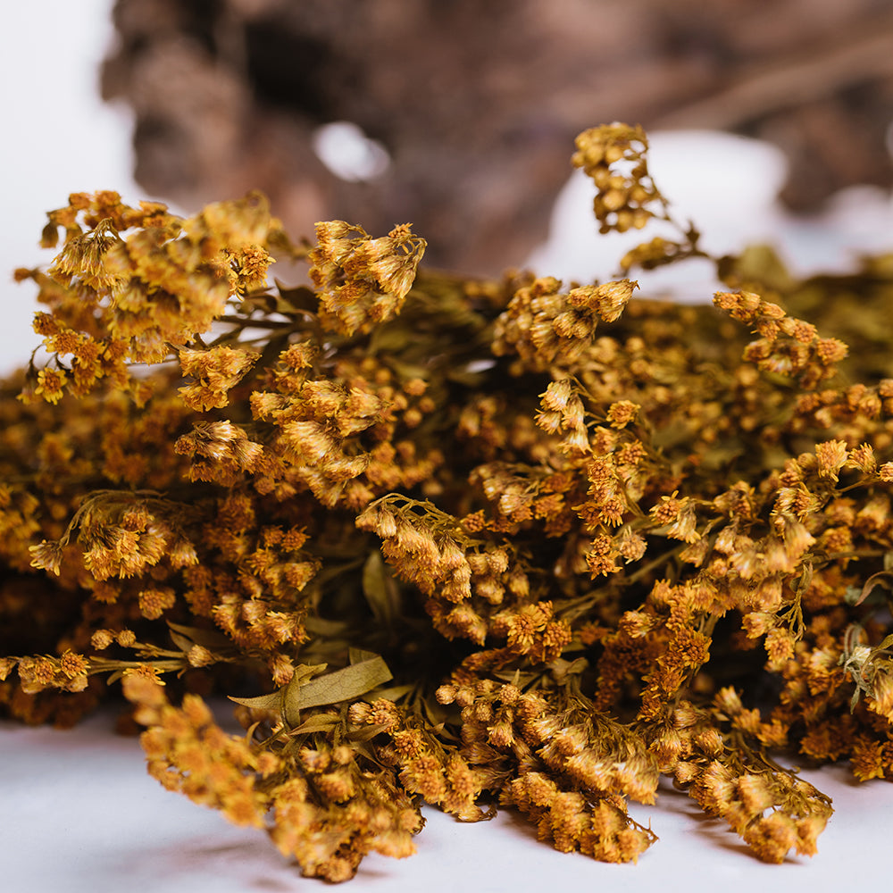 Solidago - Bunch