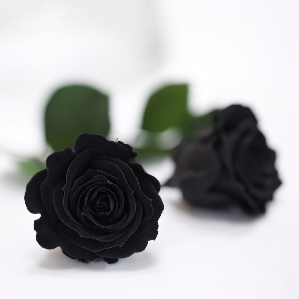 RoseAmor - Warmi Rose - 12 Heads