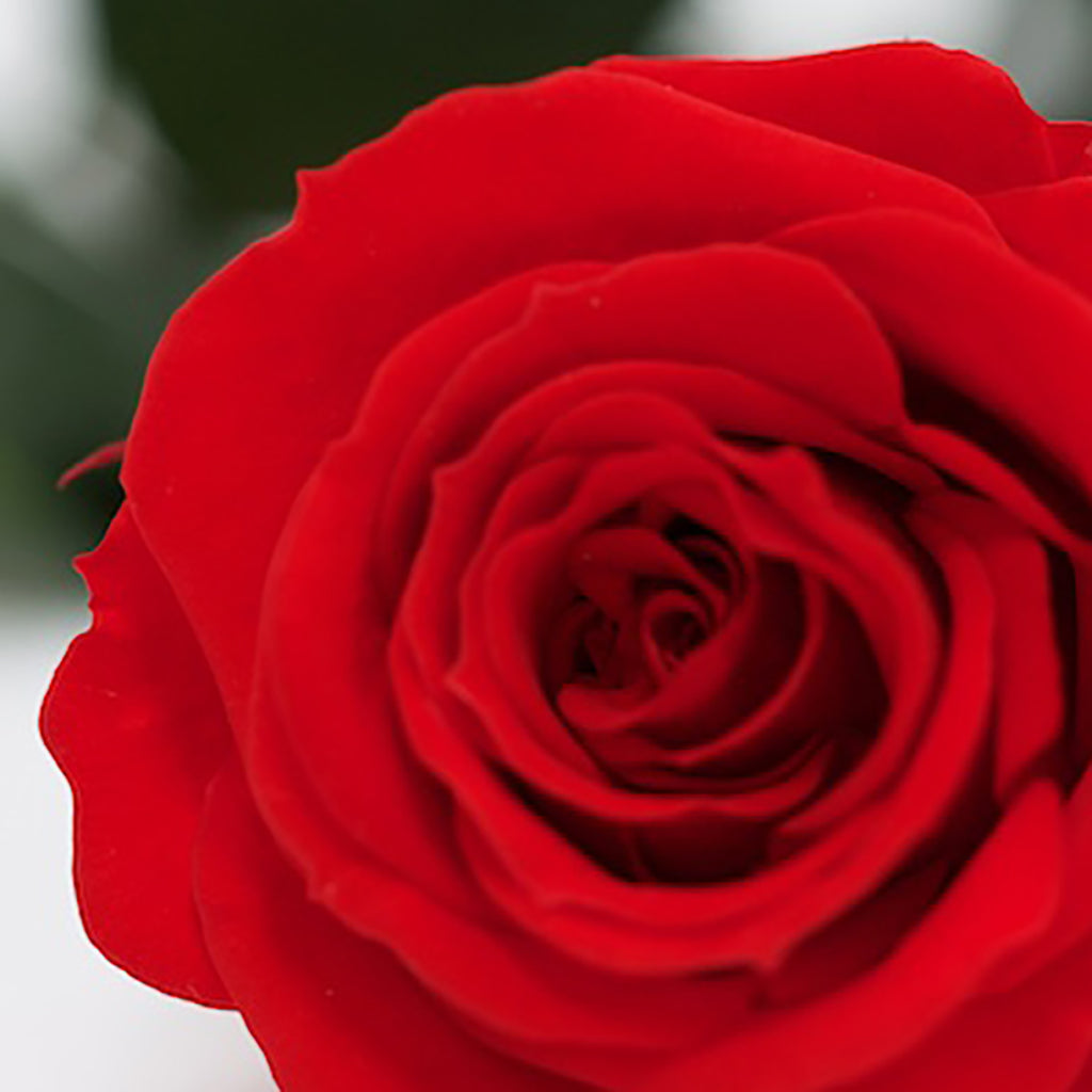 RoseAmor - Warmi Rose - 12 Heads