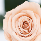 RoseAmor - Warmi Rose - 12 Heads