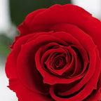RoseAmor - Warmi Rose - 12 Heads