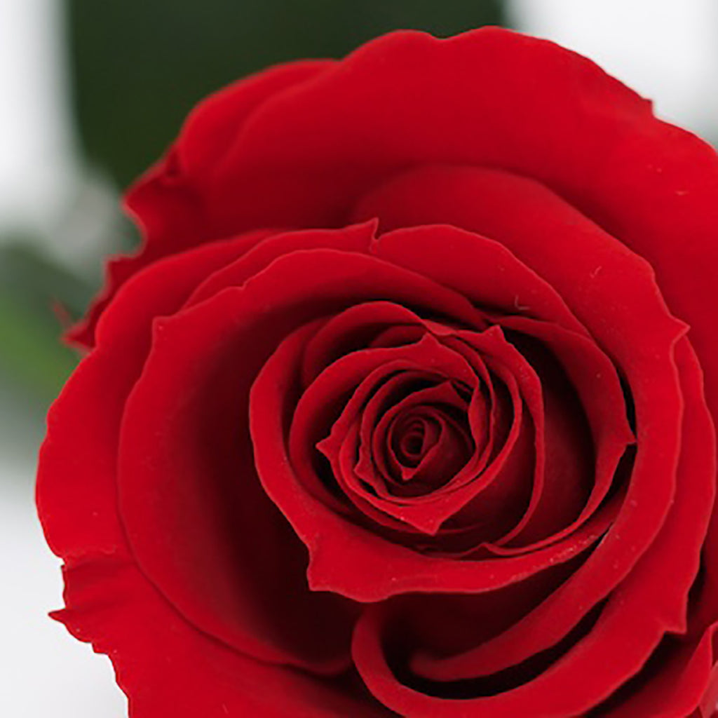 RoseAmor - Warmi Rose - 12 Heads
