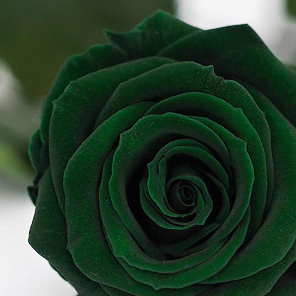 RoseAmor - Warmi Rose - 12 Heads