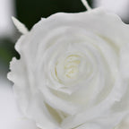 RoseAmor - Warmi Rose - 12 Heads