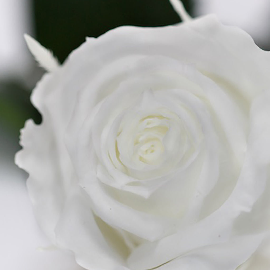 RoseAmor - Warmi Rose - 12 Heads