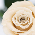 RoseAmor - Warmi Rose - 12 Heads