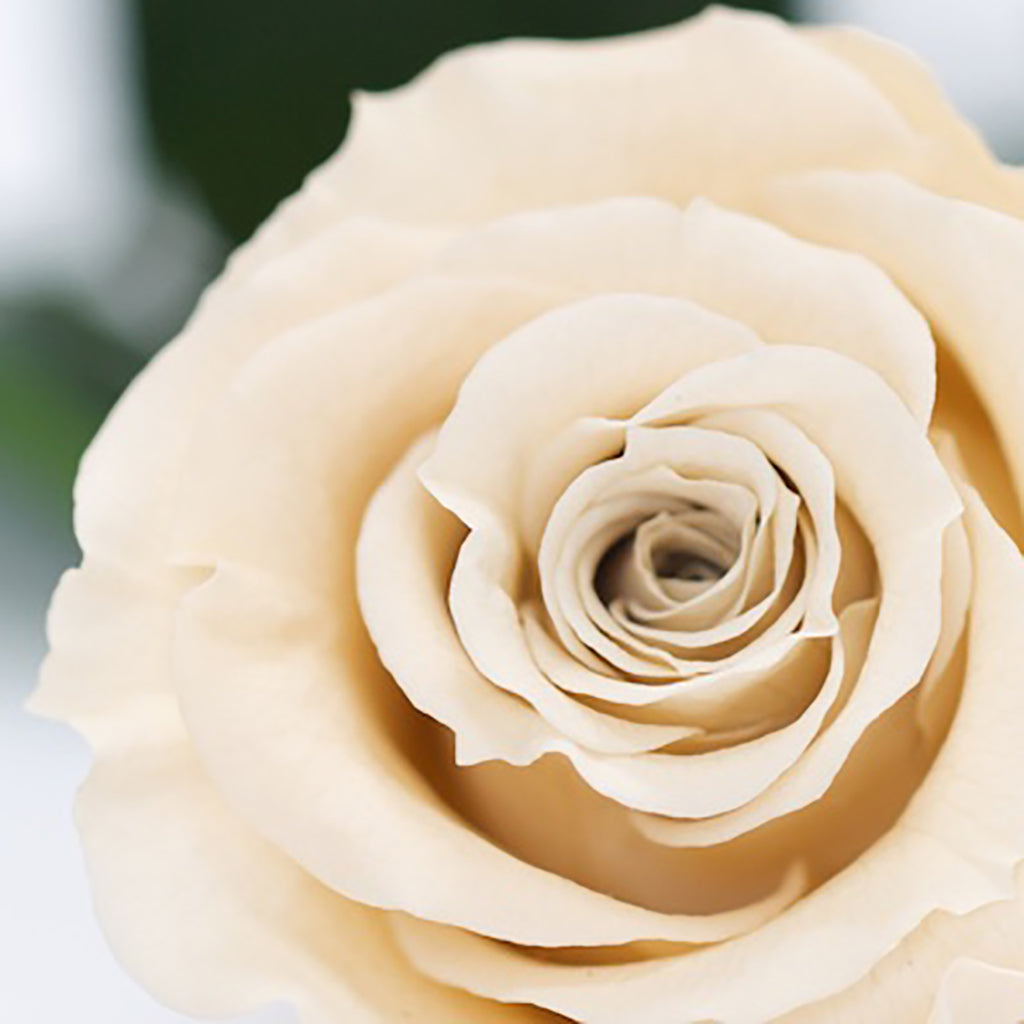 RoseAmor - Warmi Rose - 12 Heads