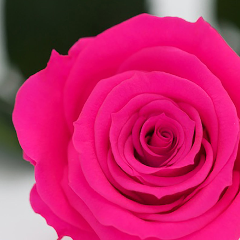 RoseAmor - Warmi Rose - 12 Heads