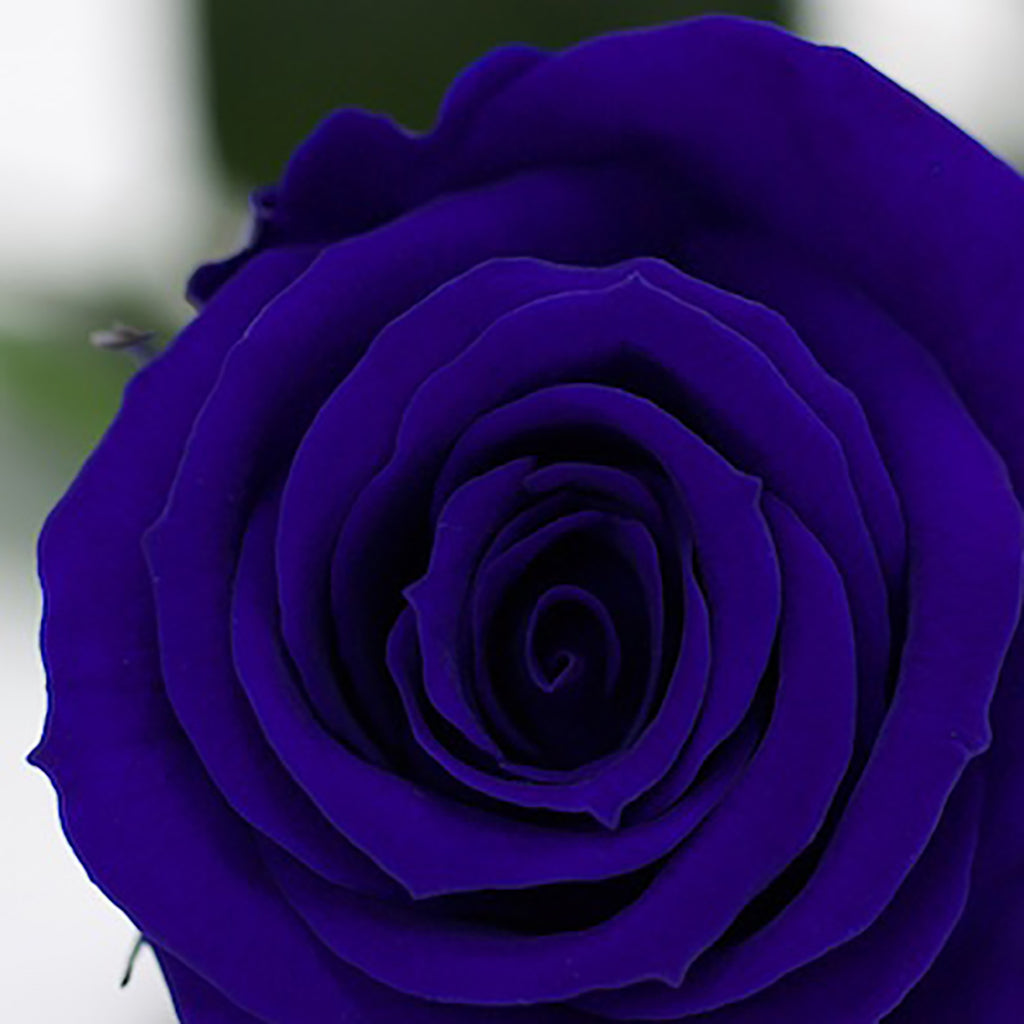 RoseAmor - Warmi Rose - 12 Heads
