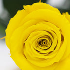 RoseAmor - Warmi Rose - 12 Heads