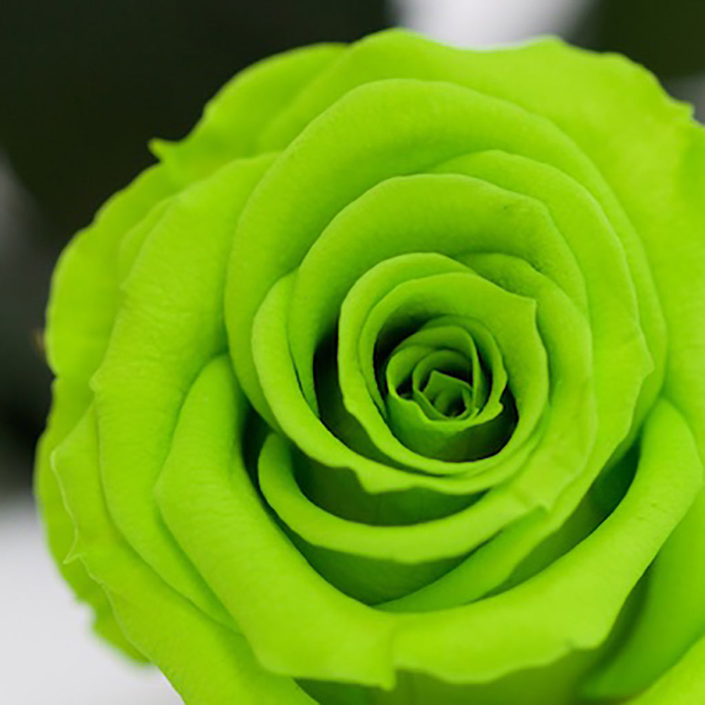 RoseAmor - Warmi Rose - 12 Heads
