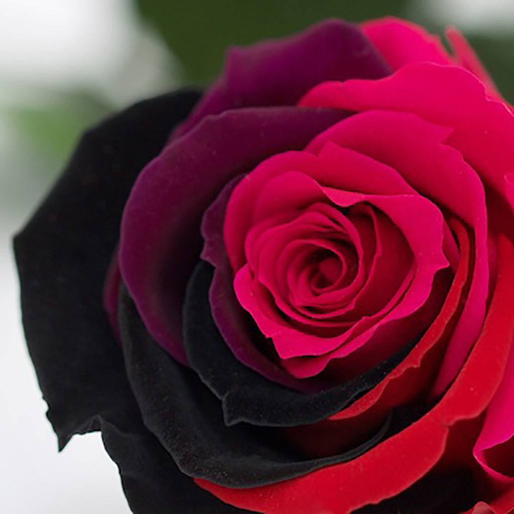 RoseAmor - Warmi Rose - 12 Heads