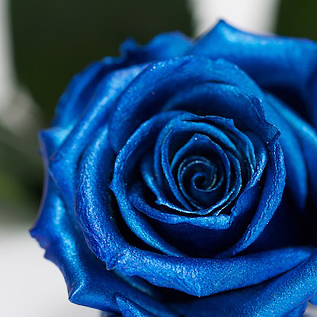 RoseAmor - Warmi Rose - 12 Heads