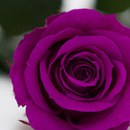 RoseAmor - Warmi Rose - 12 Heads