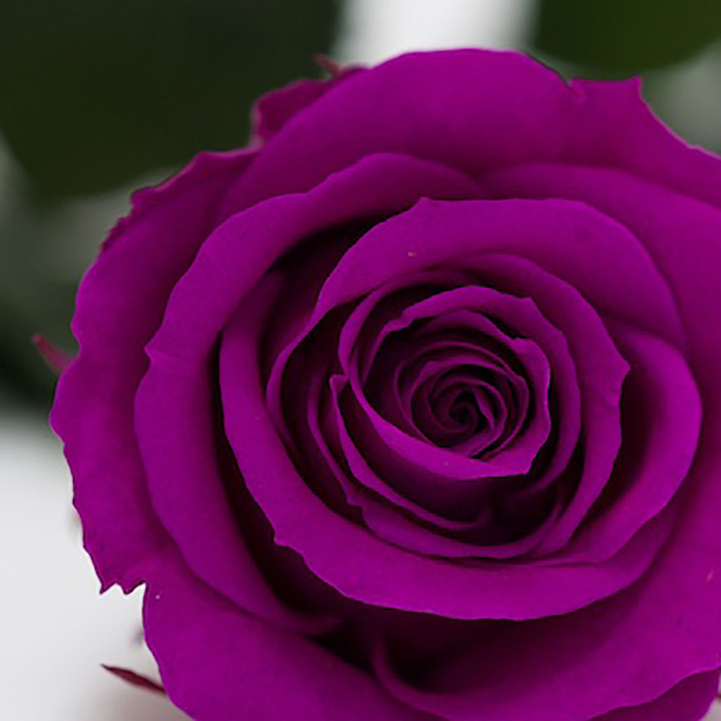 RoseAmor - Warmi Rose - 12 Heads