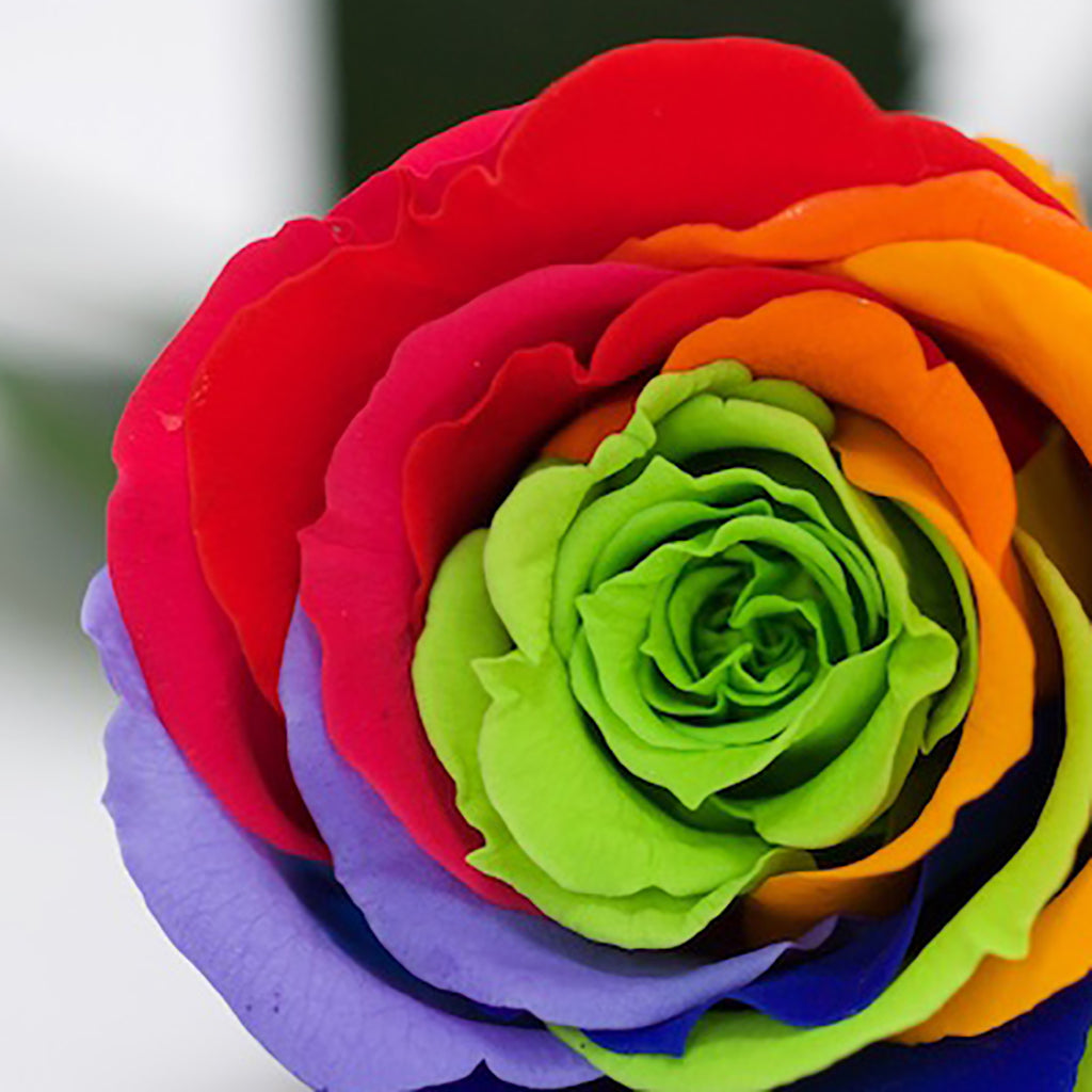 RoseAmor - Warmi Rose - 12 Heads