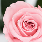 RoseAmor - Warmi Rose - 12 Heads