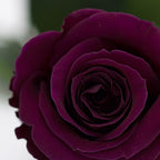 RoseAmor - Warmi Rose - 12 Heads