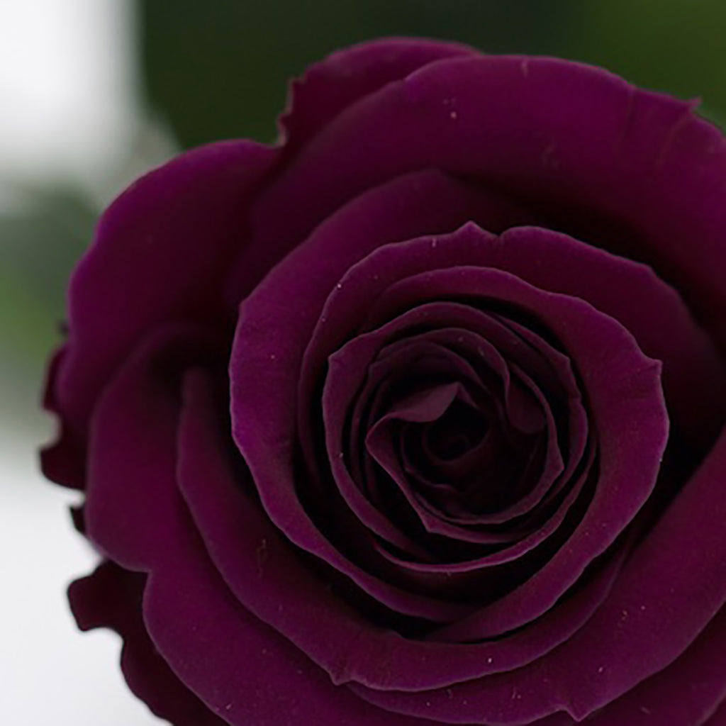 RoseAmor - Warmi Rose - 12 Heads