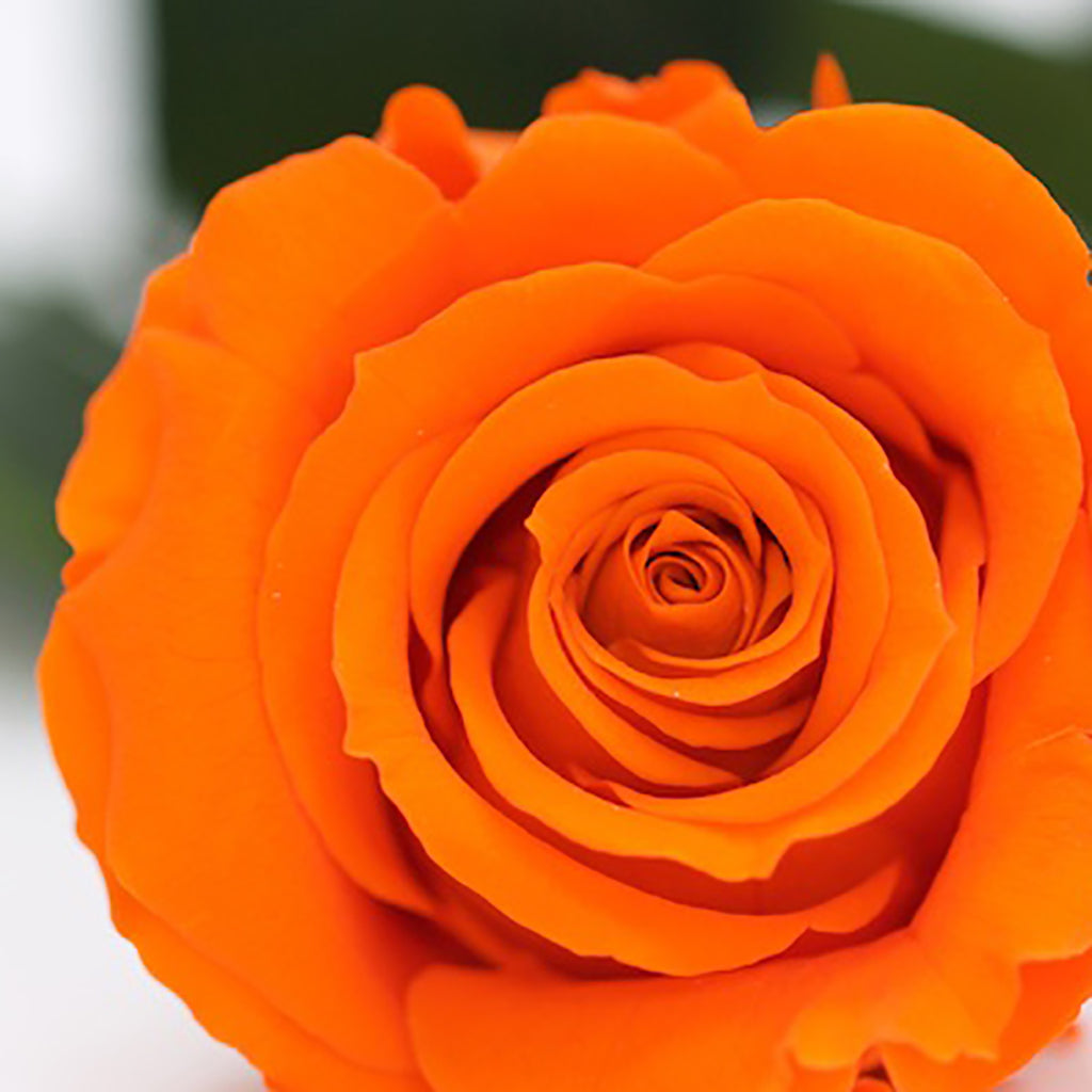 RoseAmor - Warmi Rose - 12 Heads