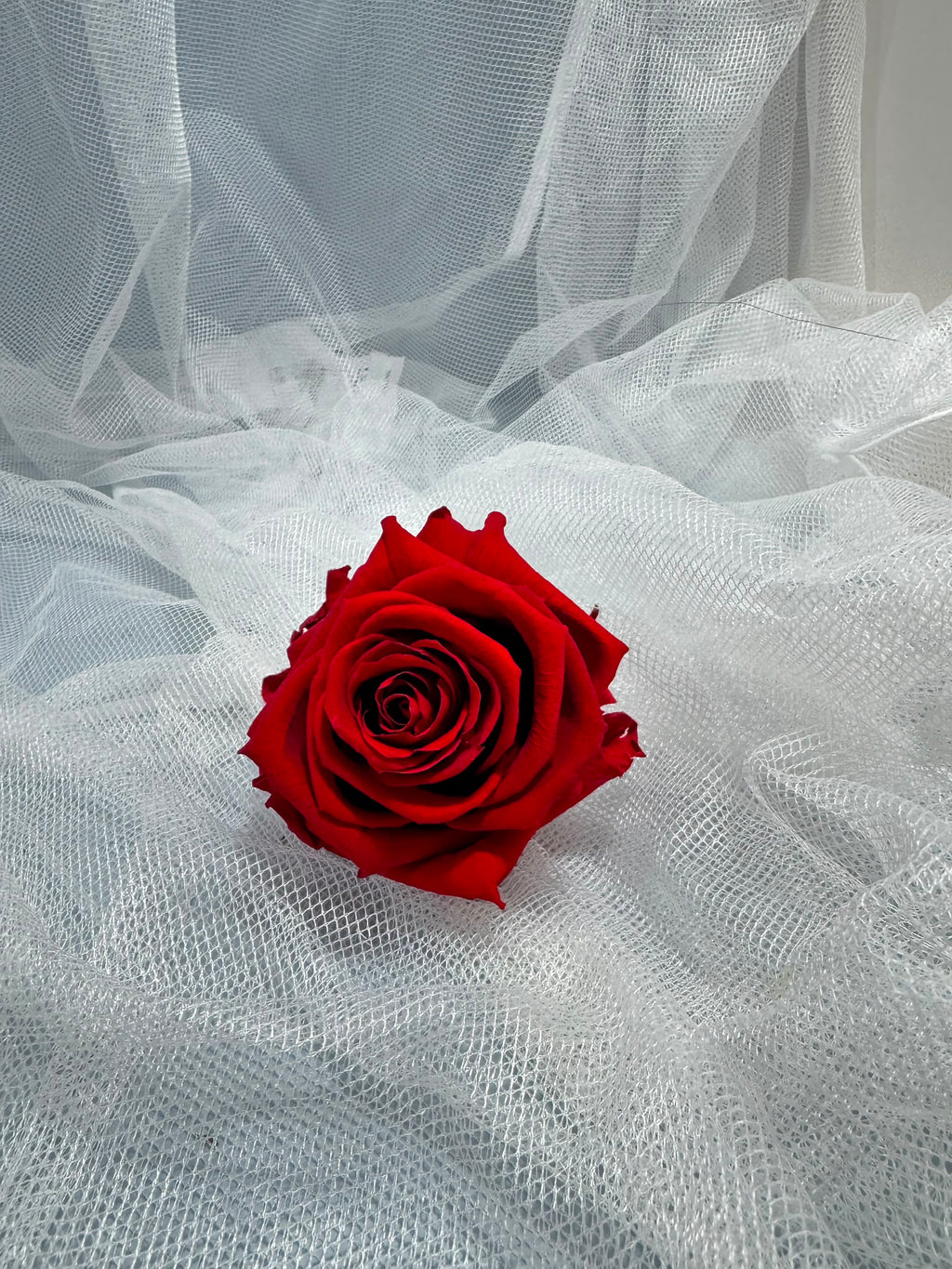 Fora exclusive roses - Medium - 6 Heads - Magic Red