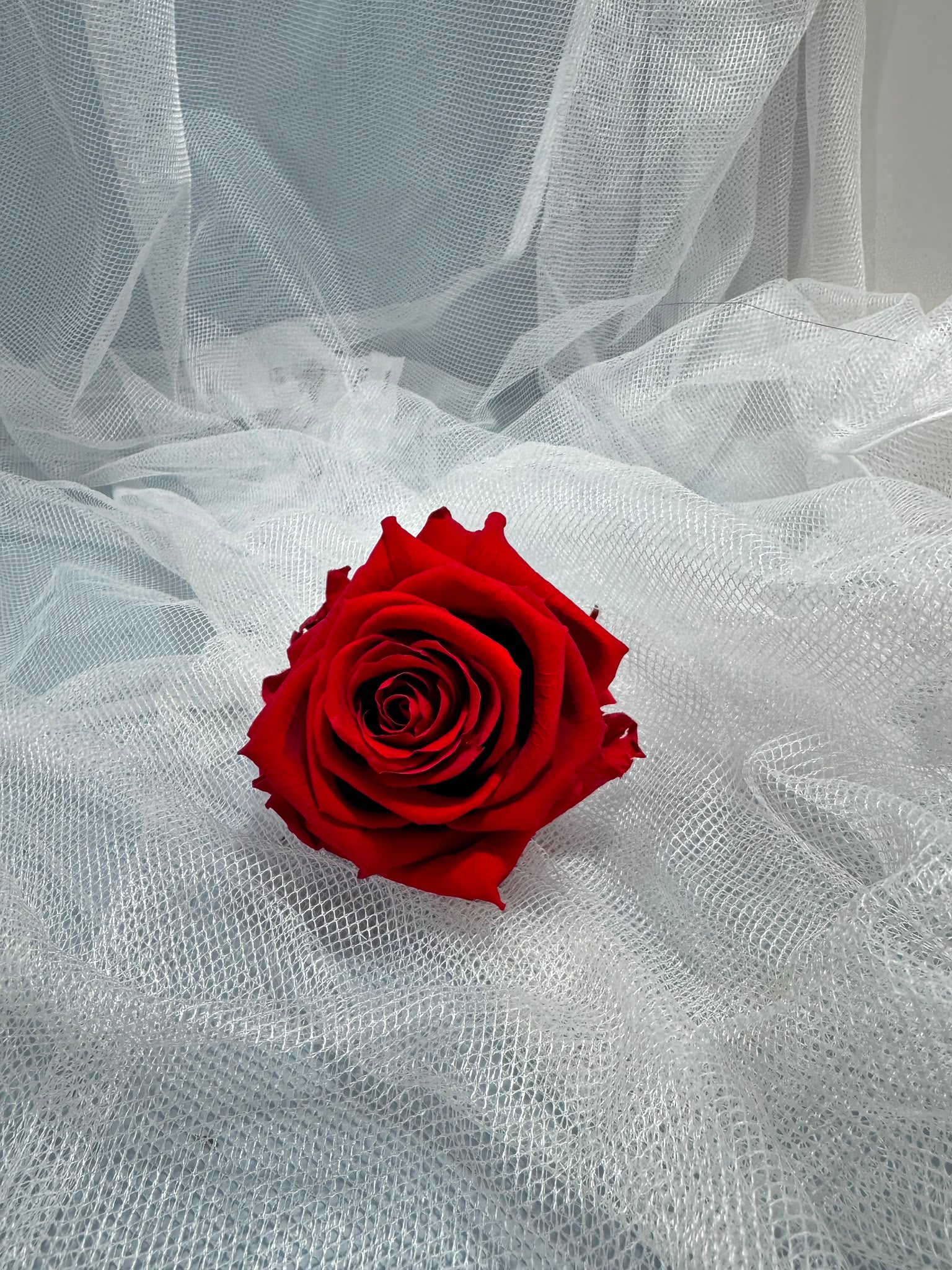 Fora exclusive roses - Medium - 6 Heads - Magic Red