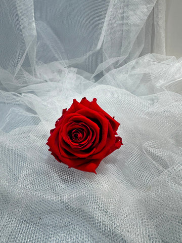 Fora exclusive roses - Medium - 6 Heads - Magic Red