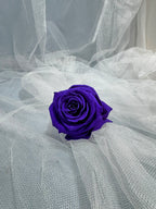 Fora exclusive roses - Medium - 6 Heads - Plum