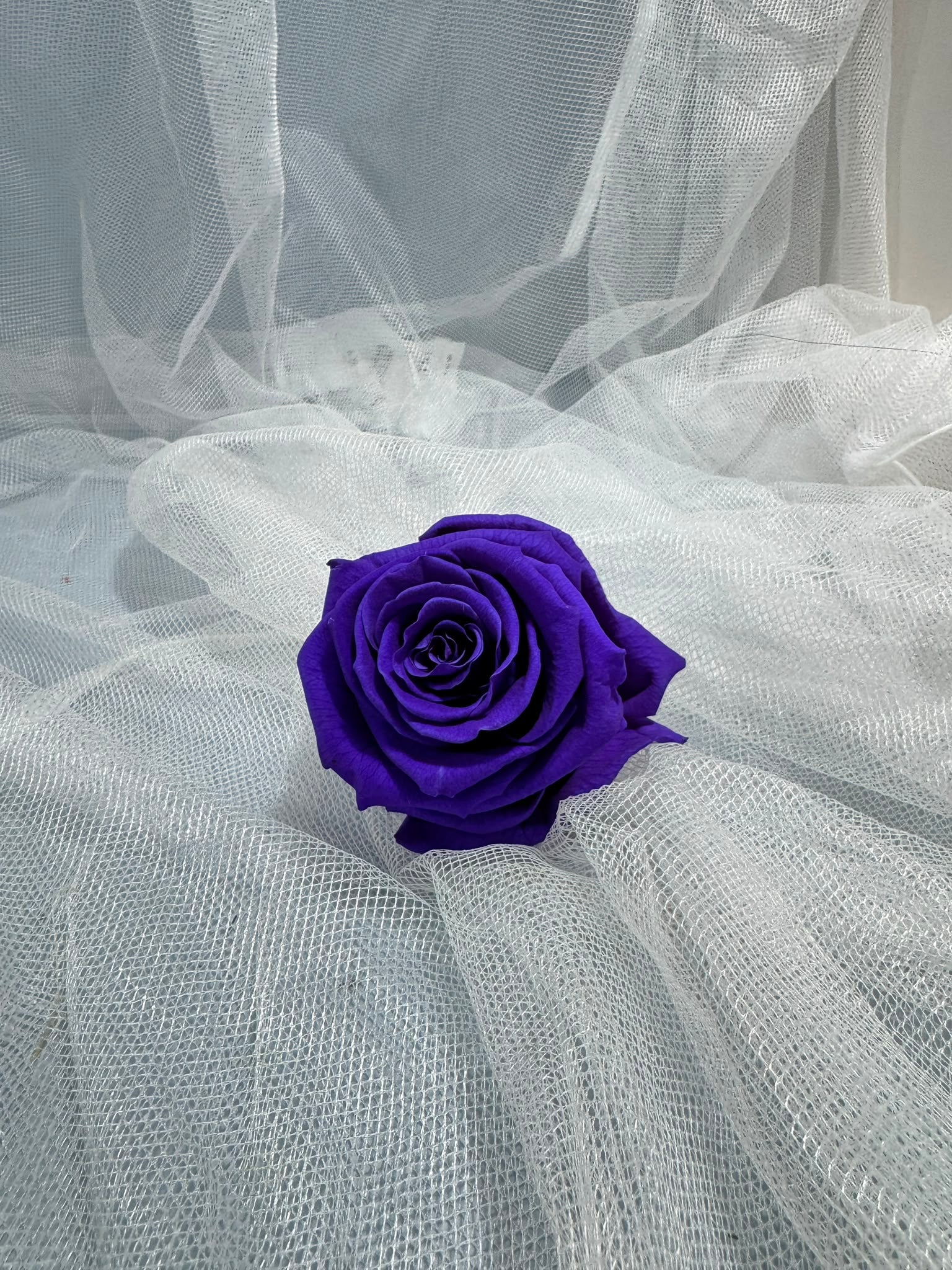 Fora exclusive roses - Medium - 6 Heads - Plum