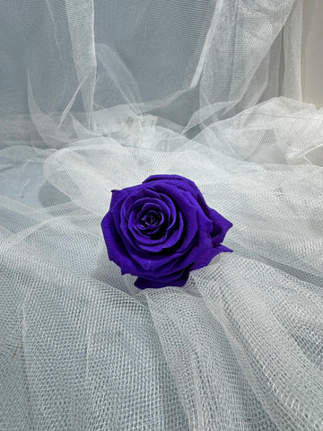 Fora exclusive roses - Medium - 6 Heads - Plum