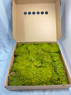 Canopy - Rock Moss - Window box