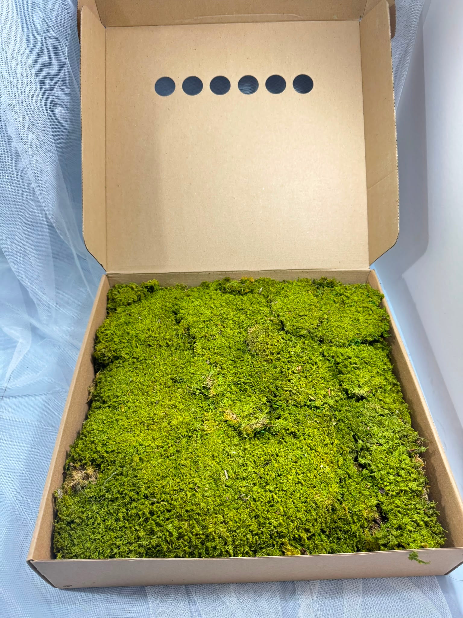 Canopy - Rock Moss - Window box