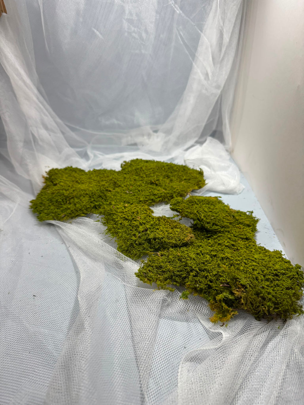 Canopy - Rock Moss - Window box