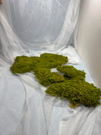 Canopy - Rock Moss - Window box