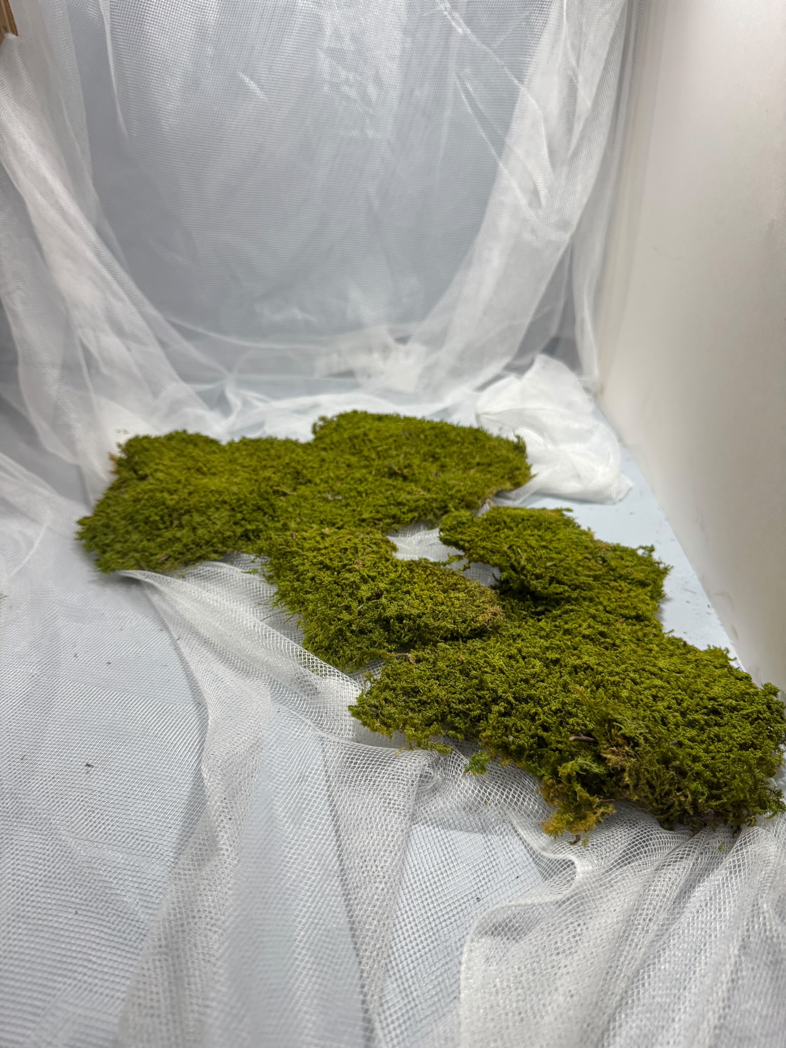 Canopy - Rock Moss - Window box