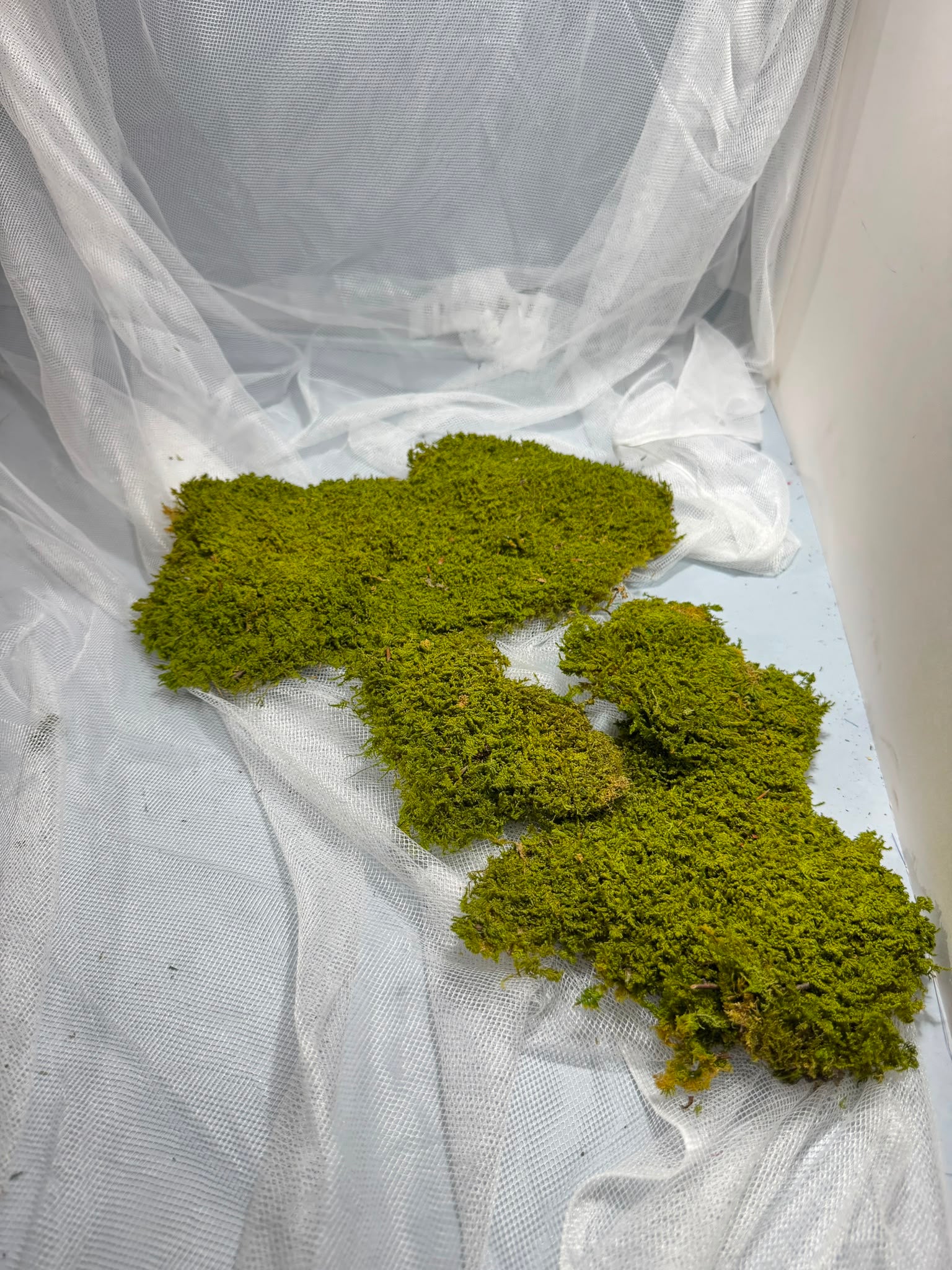 Canopy - Rock Moss - Window box
